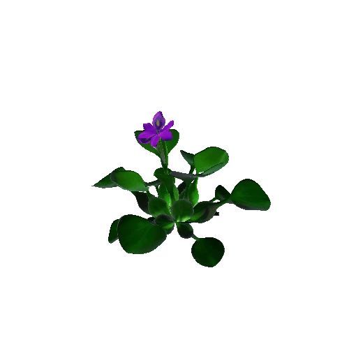 Flower Eichhornia crassipes2. 2